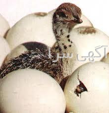 شماره مطب طاهره مجتهدی