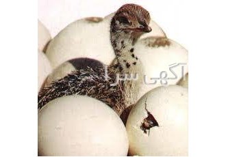 پیش فروش و فروش جوجه شترمرغ سال