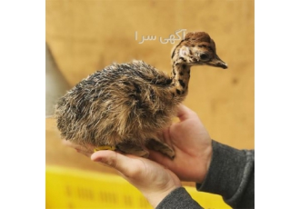 فروش عمده جوجه شتر مرغ- طیور