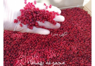 فروشند عمده زرشک با کیفیت قائنات