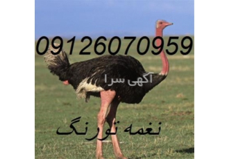 قیمت و فروش شتر مرغ گردن قرمز طیور