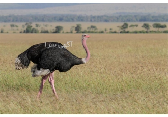 خرید و فروش جوجه شتر مرغ ۵ ماهه در تهران خرید و فروش جوجه شتر مرغ