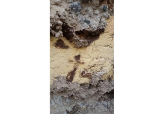 سمپاشی کنه کبوتری ، سمپاشی هتل و منزل