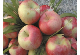 فروش نهال سیب شیخ امیری در مشهد فروش نهال میوه سیب شیخ امیری سیب شیخ
