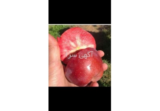 فروش انواع ارقام سیب و گلابی پیوندی با کیفیت تضمین در ساری فروش انواع