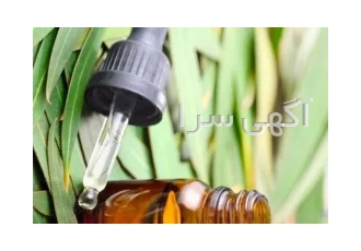 تولید اسانس اکالیپتوس