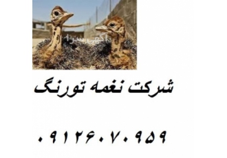 جوجه شترمرغ 1 ماهه تا چهار ماهه - طیور