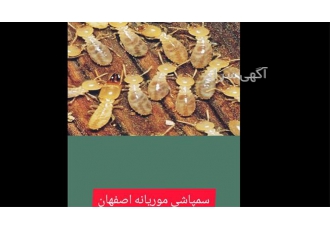 سمپاشی موریانه به مدت محدود با چک ۳ ماهه ویژه مهر در اصفهان سمپاشی