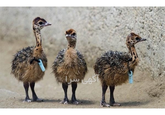 شترمرغ دو ماهه و سه ماهه در تهران فروش جوجه شترمرغ 2 ماهه و 3 ماهه این