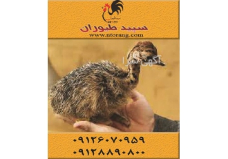 فروش شترمرغ یک ماهه - طیور
