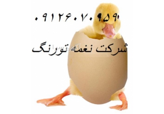 فروش اردک محلی ۲ماه هستن تغذیه عالی طیور در تهران شرکت نمونغمه