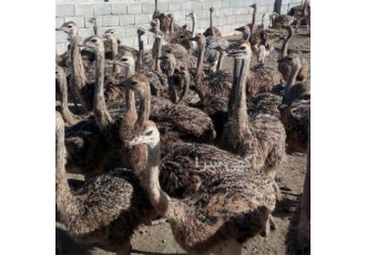 فروش جوجه شترمرغ یک هفته تا 4 ماهه