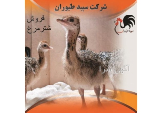 فروش انواع جوجه شتر مرغ در تهران فروش انواع جوجه شترمرغ قیمت جوجه
