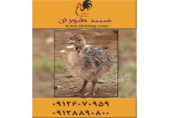 فروش جوجه شترمرغ یک ماهه ، فروش شترمرغ - طیور