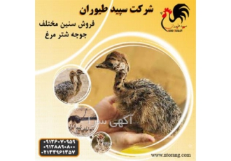 فروش جوجه شترمرغ با وزن گیری عالی - طیور