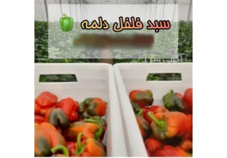 قیمت سبد فلفل دلمه ، فروش سبد گلخانه