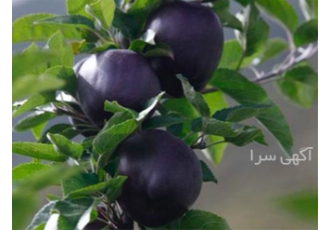 فروش نهال سیب جرومین