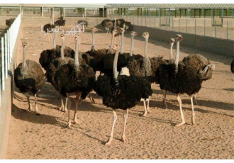 فروش جوجه شترمرغ یک هفته ای طیور در تهران فروش جوجه شترمرغ گردن ابی