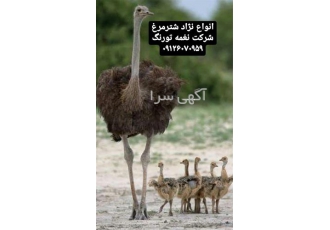 فروش جوجه شترمرغ 10 روزه 15 روزه و 1 ماهه - طیور