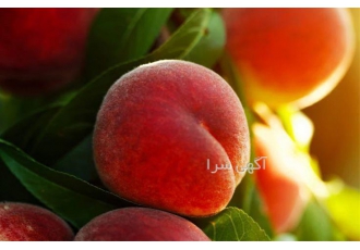 امولسیون هلو در آمل خرید و فروش و تامین امولسیون هلو امولسیون های میوه