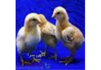 فروش جوجه گوشتی یکروزه آرین