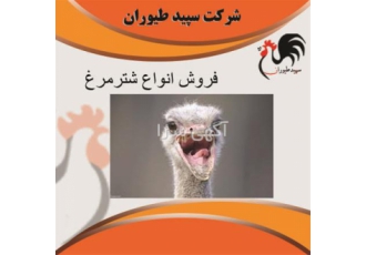 شترمرغ جوجه شتر مرغ طیور در تهران شترمرغ جوجه شتر مرغ طیور شترمرغ