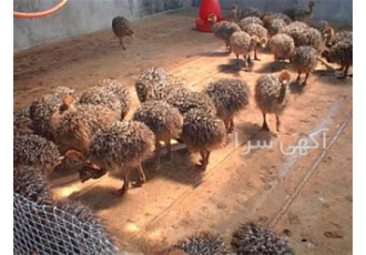 خرید و فروش جوجه شترمرغ ، عمده - طیور