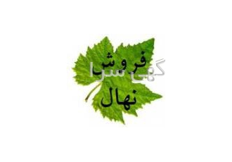 تولید و فروش انواع نهال پیوندی، ارقام انگور و گل محمدی
