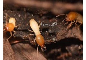 موریانه زدایی ویژه در استان کرمان تخصصی وتضمینی