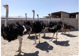 تخم نطفه دار شترمرغ آفریقایی در تهران فروش تخم نطفه دار شترمرغ آفریقایی
