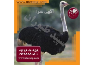 فروش جوجه شتر مرغ ، شتر مرغ - طیور