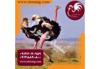 فروش شترمرغ 30 روزه و 45 روزه گوشتی - طیور