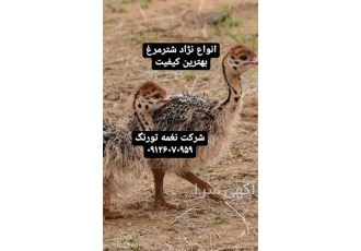 خرید و فروش شترمرغ در سنین مختلف _ طیور