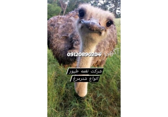قیمت و فروش شترمرغ _ نغمه تورنگ