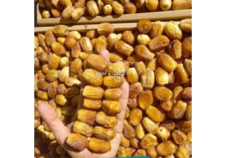 خرید و فروش خرما زاهدی