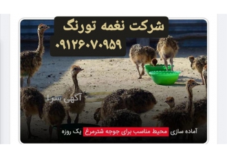 فروش جوجه شترمرغ یک روزه در تهران فروش جوجه شترمرغ یک روزه امکان مشاوره