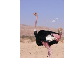 فروش جوجه شترمرغ و دان شترمرغ - طیور