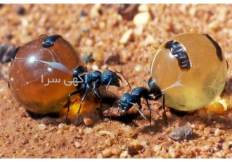 سمپاشی صنایع ، کارخانجات ، هتلها و رستورانها