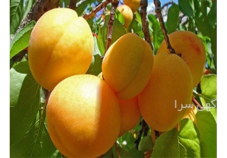 فروش اسانس پودری زردآلو