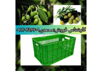 تولید و فروش سبد مخصوص زیتون ، سبد 20 کیلویی