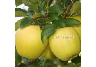 عرضه سیب پیوندی زرد گلدانی در ساری منشا این رقم سیب کشور فرانسه بوده