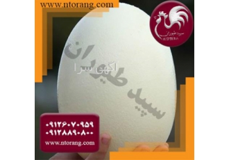 فروش جوجه شترمرغ ۱۰ روزه خرید شترمرغ پرواری در تهران جوجه شترمرغ 10