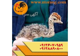 فروش شترمرغ گردن آبی کانادایی - جوجه شترمرغ