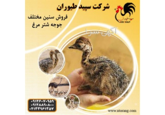 فروش شترمرغ فروش جوجه شترمرغ طیور در تهران فروش شترمرغ فروش جوجه