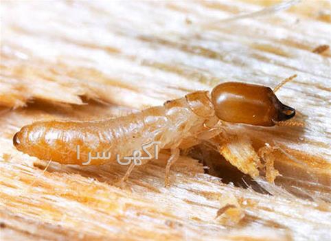 آگهی های خدمات - خورزوق