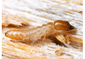 سمپاشی و موریانه زدایی
