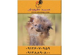 خرید و فروش شترمرغ مولد و گوشتی طیور در تهران خرید و فروش شترمرغ مولد