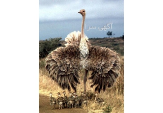 جوجه شترمرغ یک هفته تا 4 ماهه