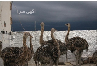 خرید و فروش شترمرغ در سنین مختلف طیور در تهران پرورش و فروش شترمرغ