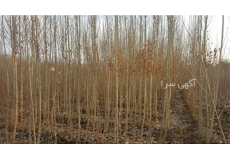 نهال درخت سیب در ارقام مختلف در اصفهان فروش نهال سیب در ارقام مختلفی